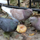 Illustration for article titled Baltimore Named City With Best Quality Of Pigeon Life